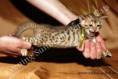 /album/litter-a-studio-photos-at-4-weeks-old/adele-www-esbbengalcat-8-jpg3/